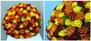 Букет из разноцветной розы кения